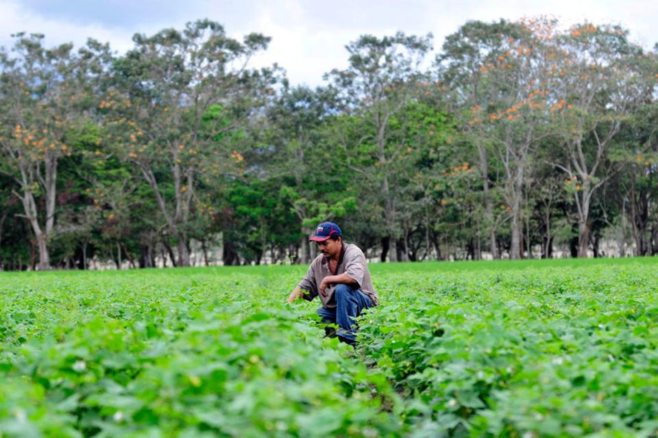 El CIAT asume importante rol en la Mesa de Cooperantes del sector agropecuario de Nicaragua