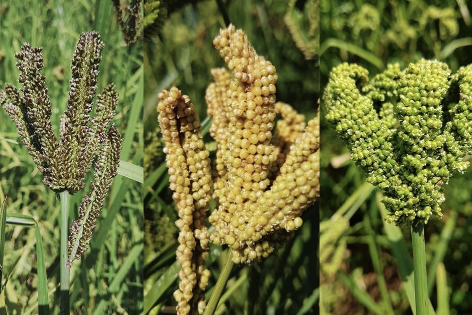 Mother of Grains: what millet teaches us about biodiversity