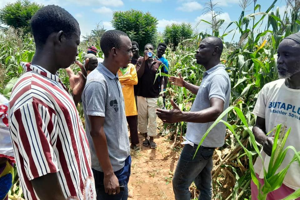 Mr. Frimpong from CSIR explaining to a section of farmers the different types of treatment on the field - Alliance Bioversity International - CIAT