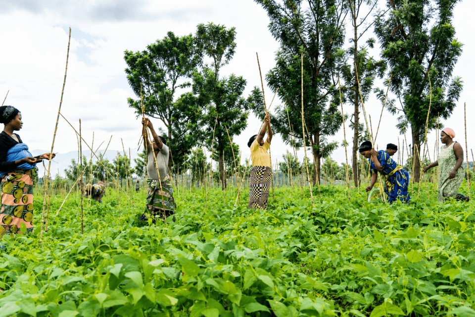 Opening doors to land access for women in Eastern DRC through bean farming