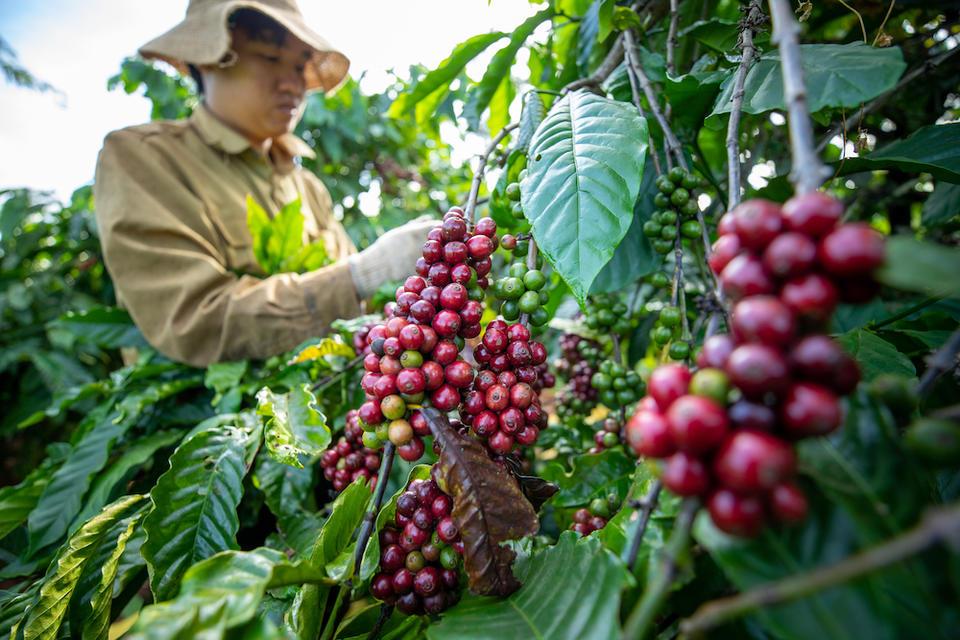 In the Central Highlands, the Alliance is working with partners to safeguard coffee against multiple risks related to climate, environment and economics. Credit: Trong Chinh/Alliance of Bioversity International and CIAT