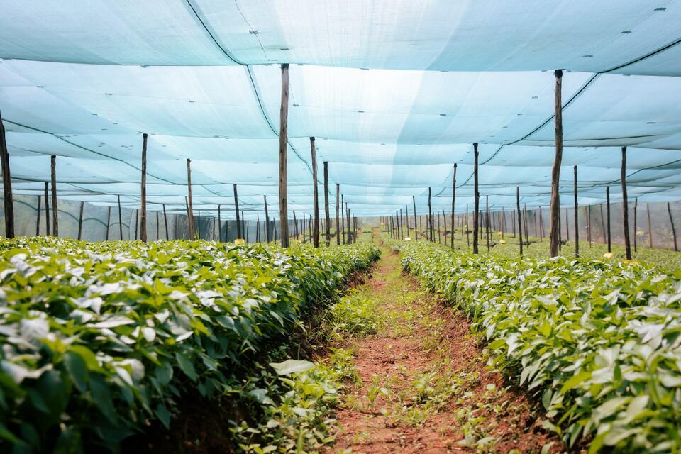 Partnerships for scaling climate-smart investment Rwanda Green Fund & ImpactSF