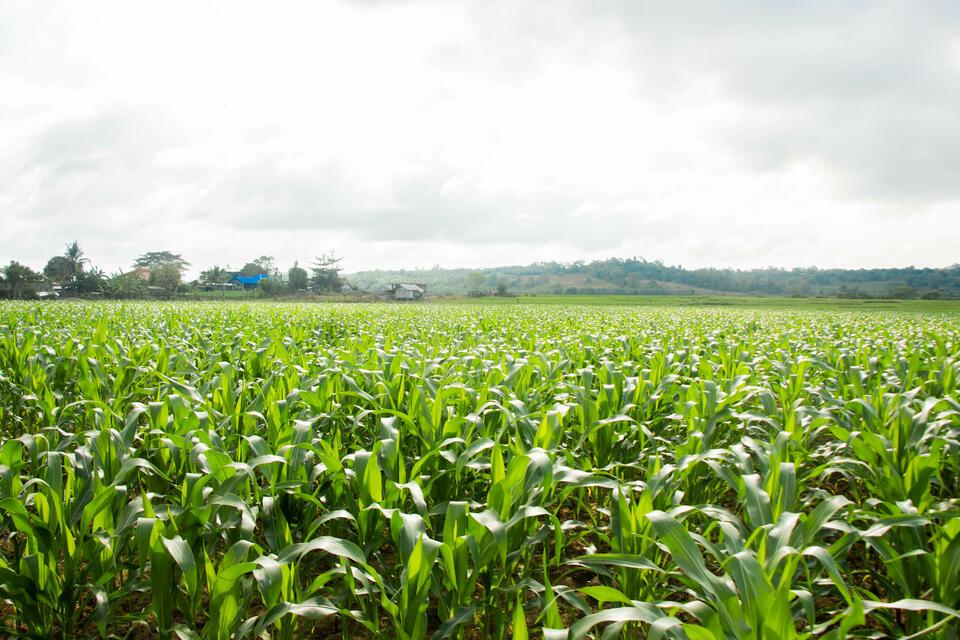 Philippines - Alliance Bioversity International - CIAT