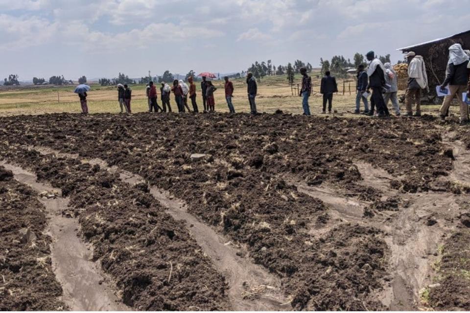 Flood irrigation on a potato field during a farmer-to-farmer field visit in Addisgae Kebele