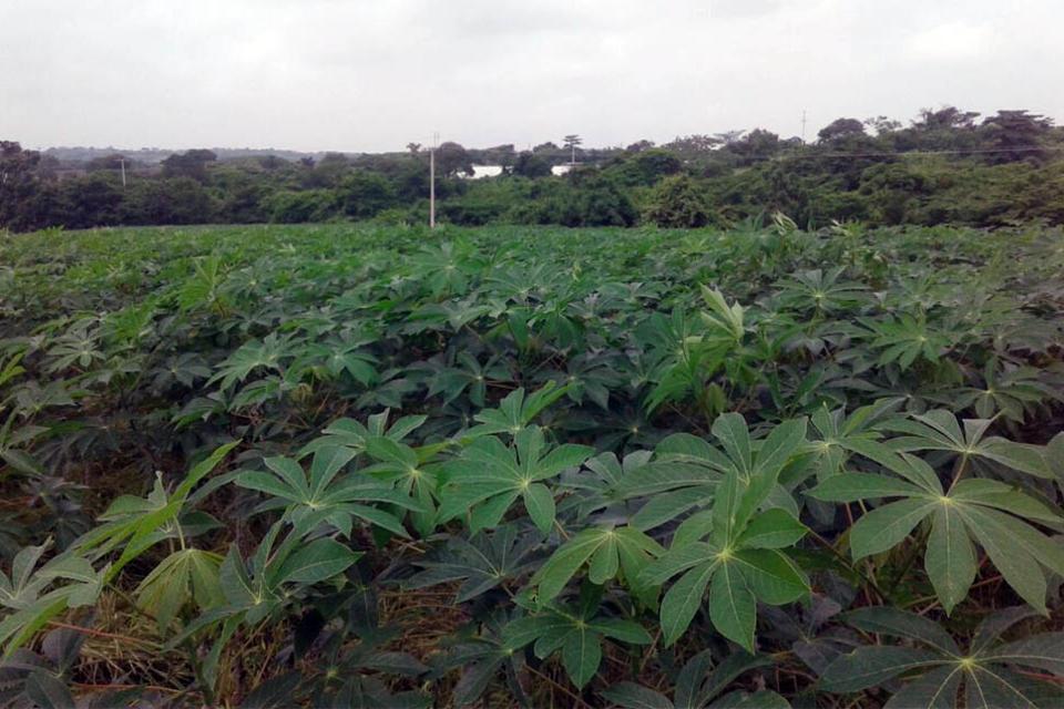 Nuevas variedades élites de yuca surcarán los campos del Caribe colombiano