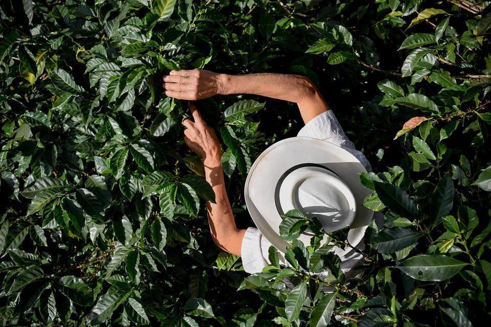 Projects and Flagship Initiatives in Colombia - Alliance Bioversity International - CIAT