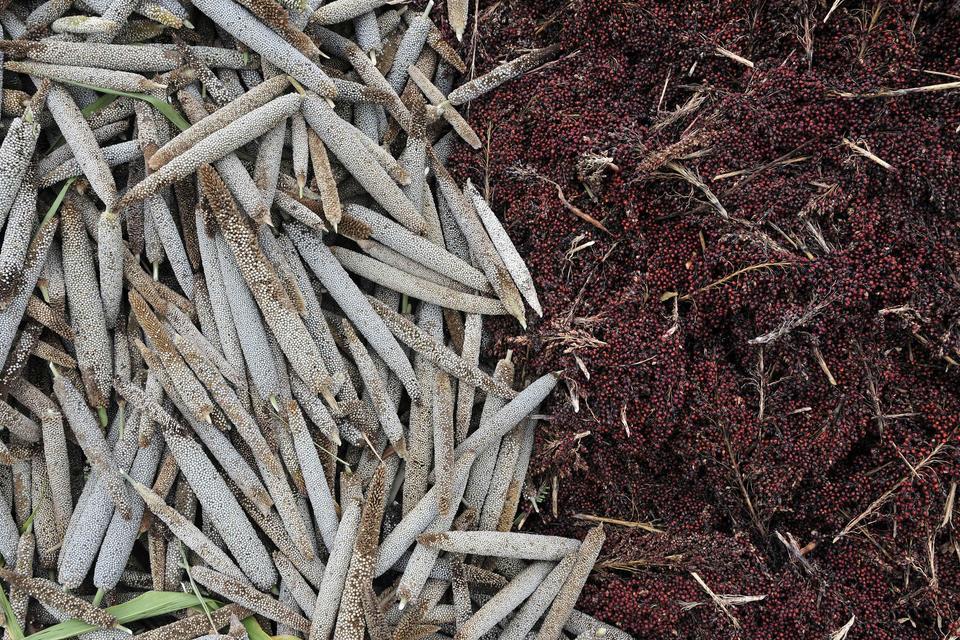 Projects and Flagship Initiatives in Ghana - Alliance Bioversity International - CIAT