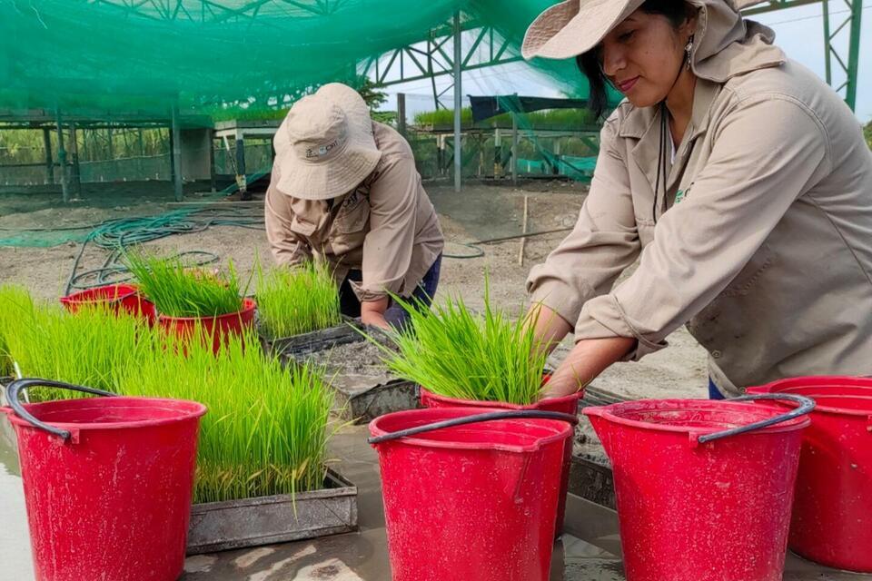 Regenerative Agriculture starts with Regenerative Crops - - Annual Report 2025 - Alliance Bioversity International - CIAT
