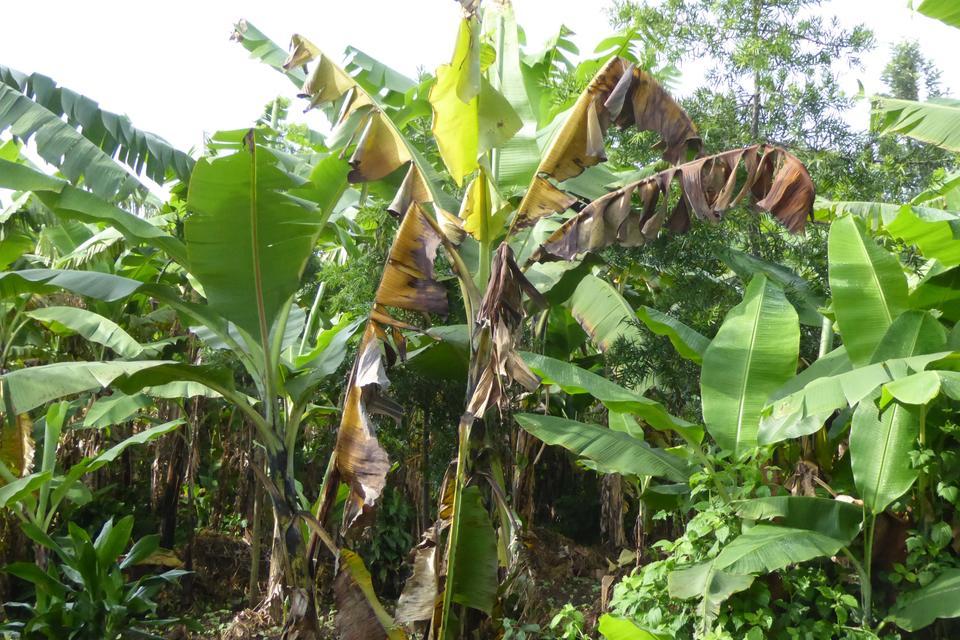 Researchers Show Consequences Of Inaction on Devastating Banana Disease - Alliance Bioversity International  - CIAT