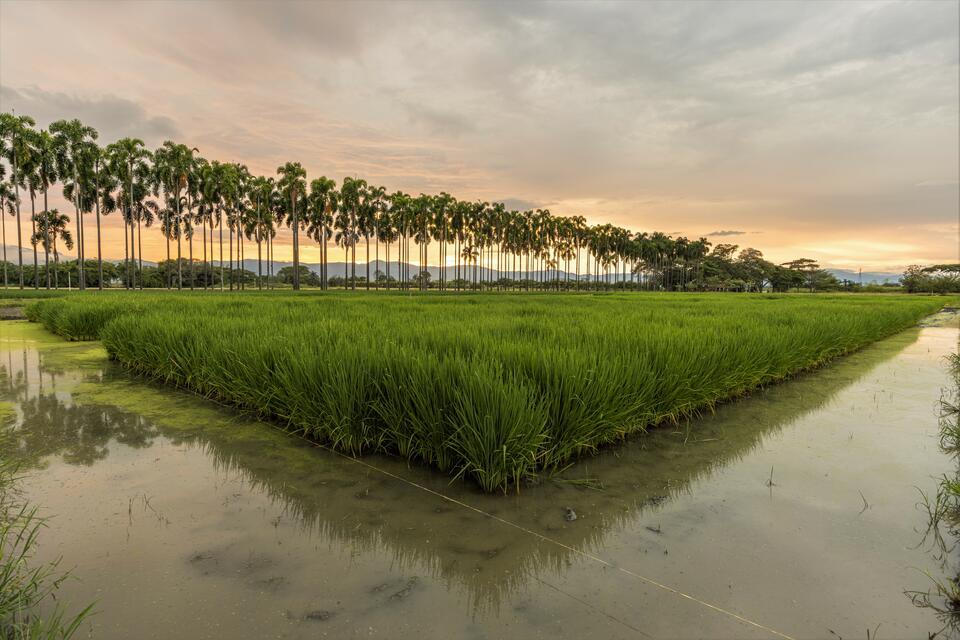 Rice - Alliance Bioversity International - CIAT