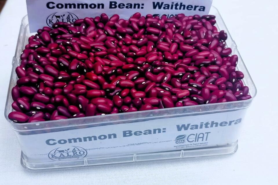 Small seed, bigger harvest - How Waithera is winning Kenyan farmers' trust