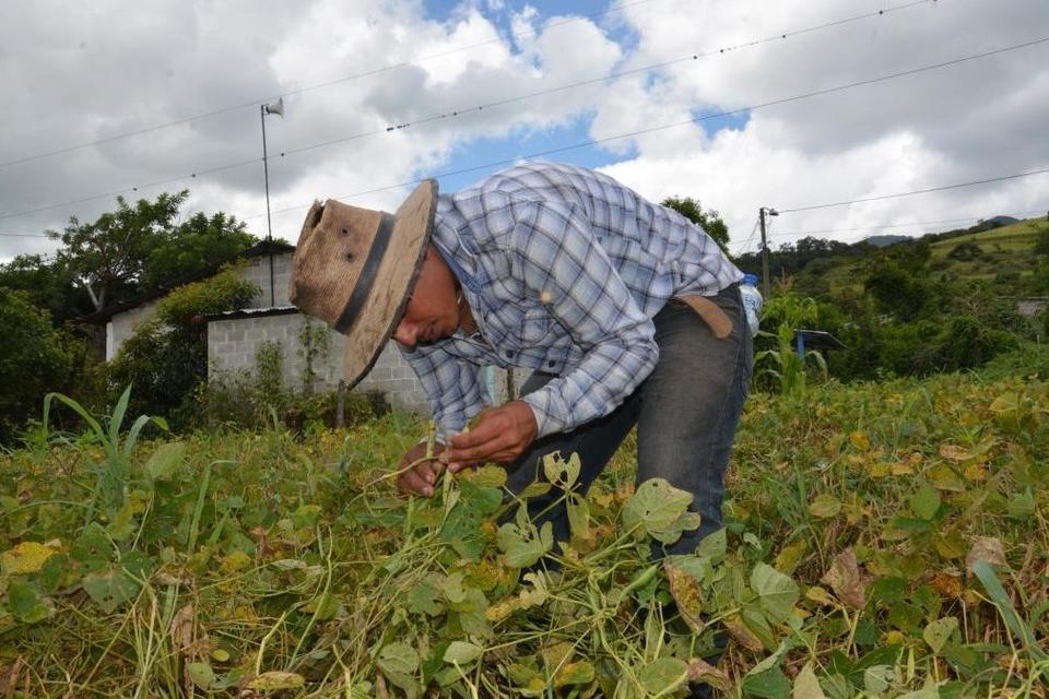 The Government of Korea supports regional scientists to fight the effects of drought on beans - Alliance Bioversity International - CIAT
