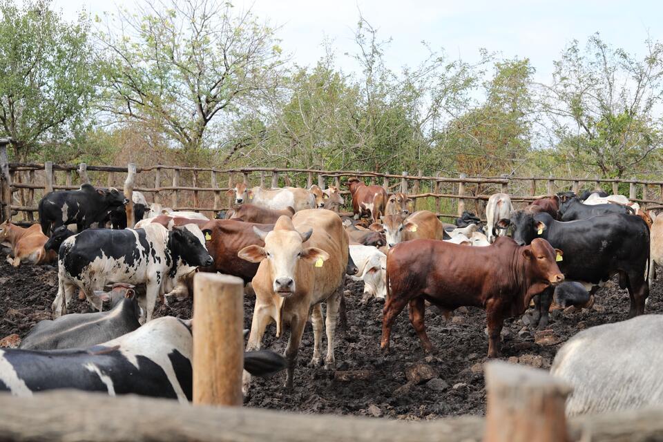 Tipping the scales towards growth -  How Khama Cattle Ranch turned unmet demand into sustained growth and is reshaping the livestock sector in southern Malawi - Alliance Bioversity International - CIAT