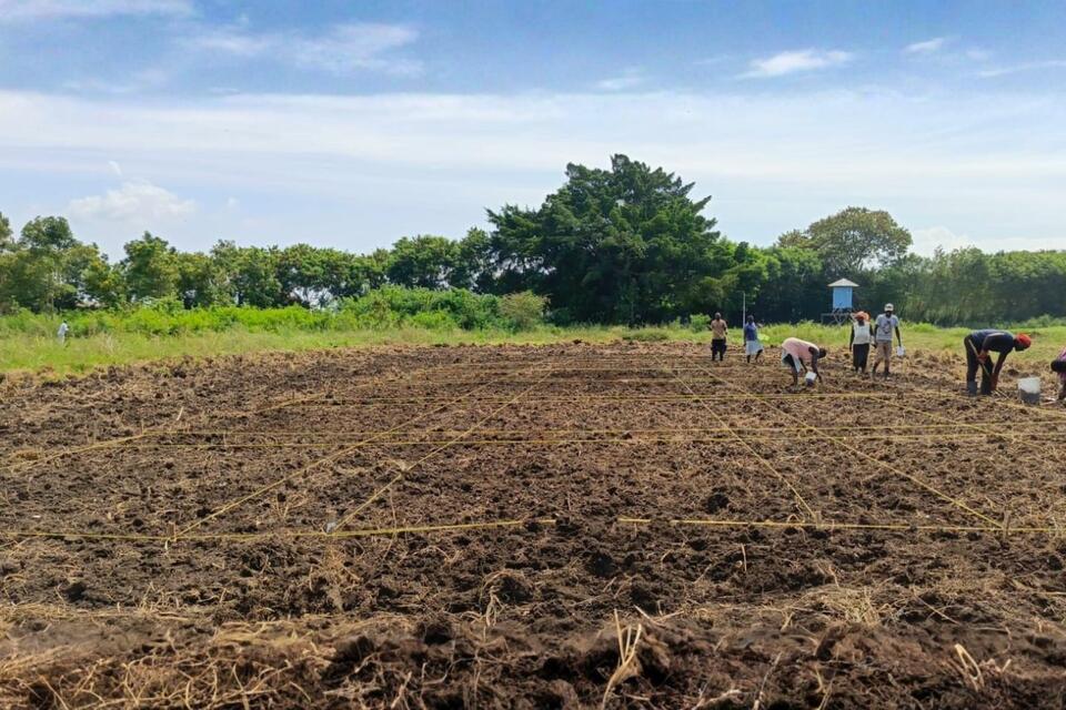 Tropical forages in Africa: an integrated solution for soil carbon storage, livestock productivity, and improved rural livelihoods