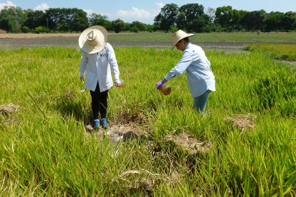 Tropical grasses: feed and plumber