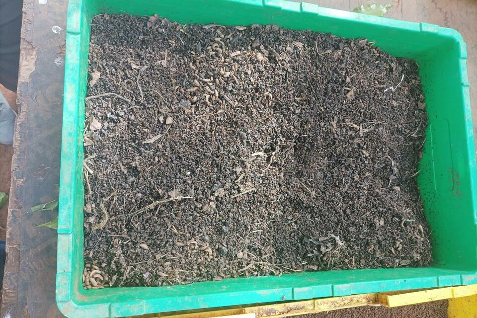 Turning waste into wealth with Black Soldier Fly farming in Uganda  - Alliance Bioversity International - CIAT
