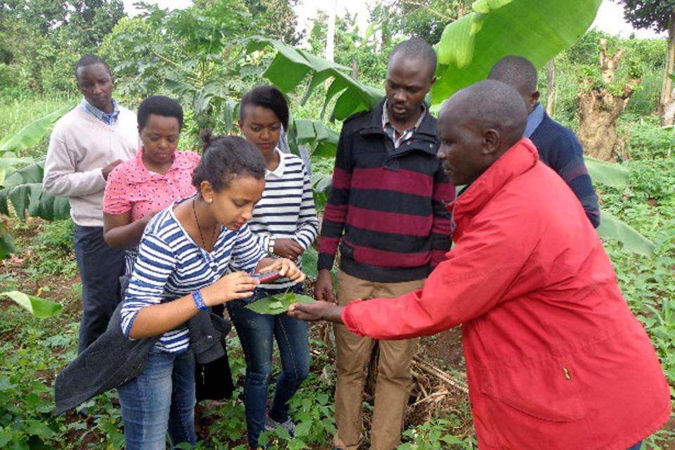 Bean pathology training at CIAT Uganda