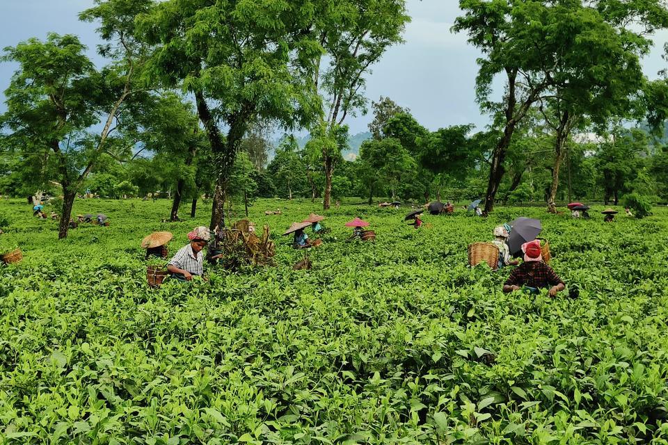 Unpacking identity and intersectionality in India’s Assamese smallgrower tea sector - Alliance Bioversity International - CIAT