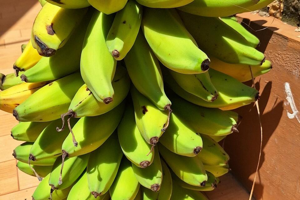Vitamin A-rich bananas bring better nutrition to Tanzania