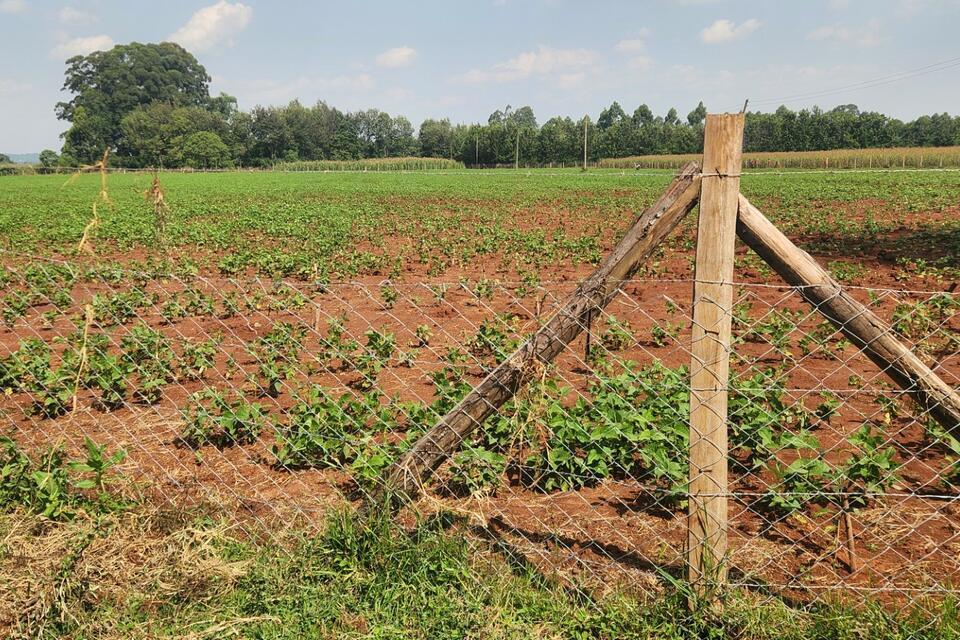 What happens when a seed company disappears Lessons from Western Kenya - Alliance Bioversity International - CIAT