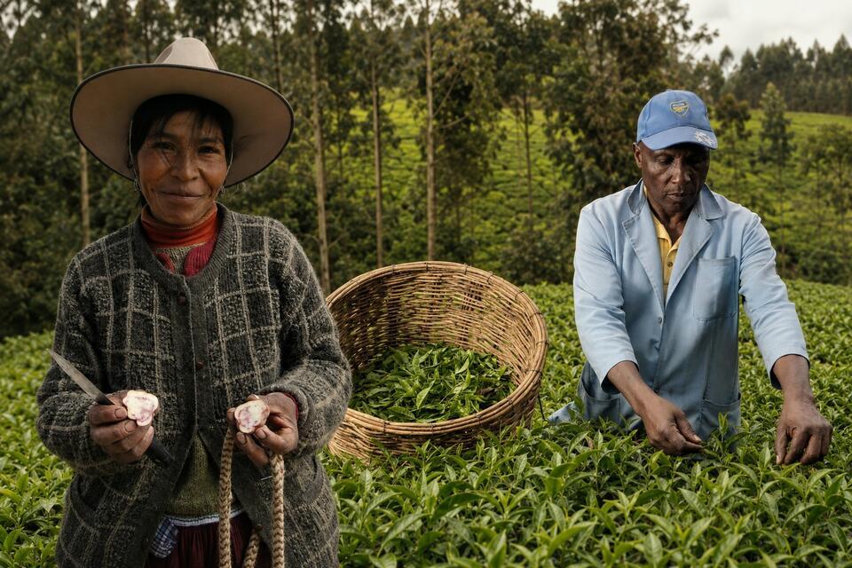 When crises and democracy open the door: What Peru and Kenya reveal about the politics of agroecology