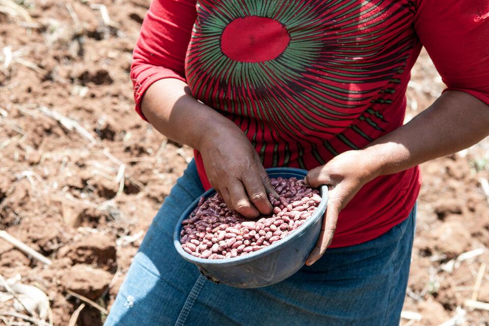 Zimbabwe - Alliance Bioversity International and CIAT