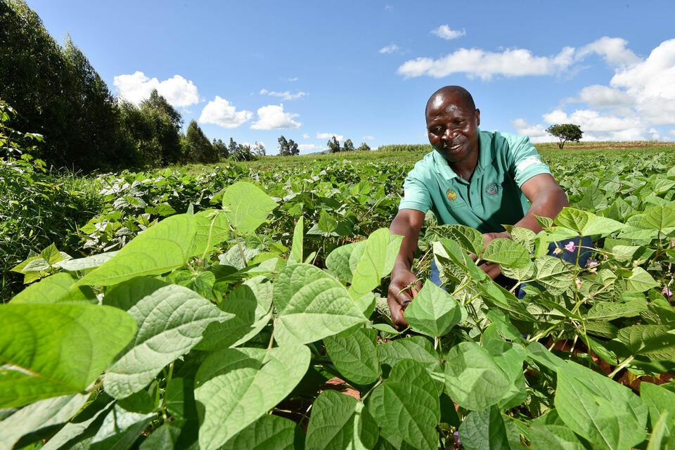 Zimbabwe - Alliance of Bioversity International and CIAT