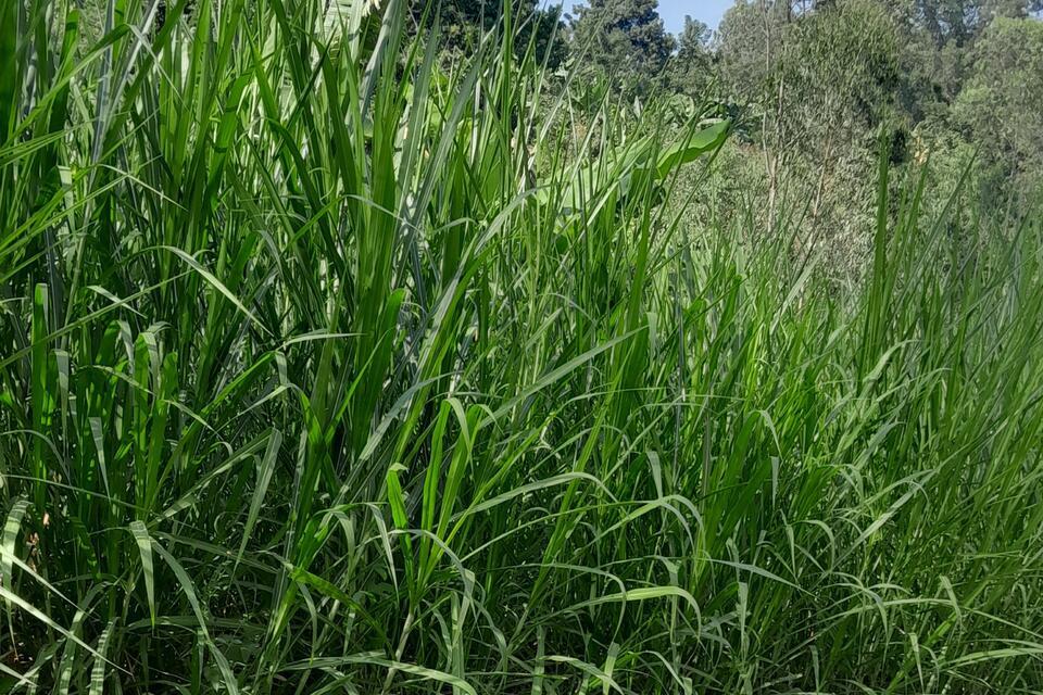 Improved Forage Technologies Advance Climate-Smart Farming in Ethiopia