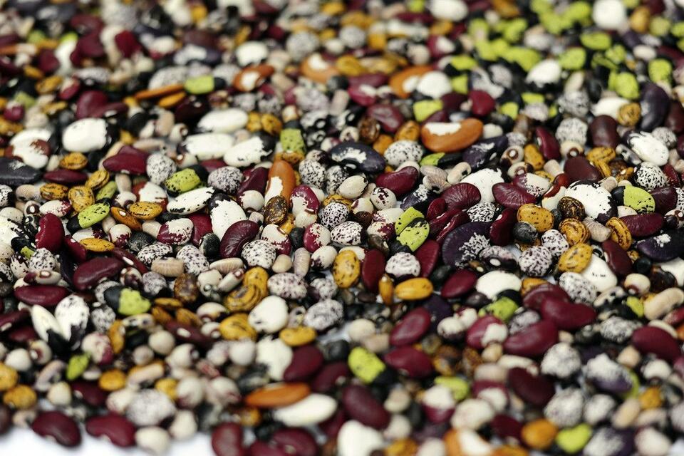 In East and Southern Africa, PABRA pilots the first regional Product Advancement Meeting for beans