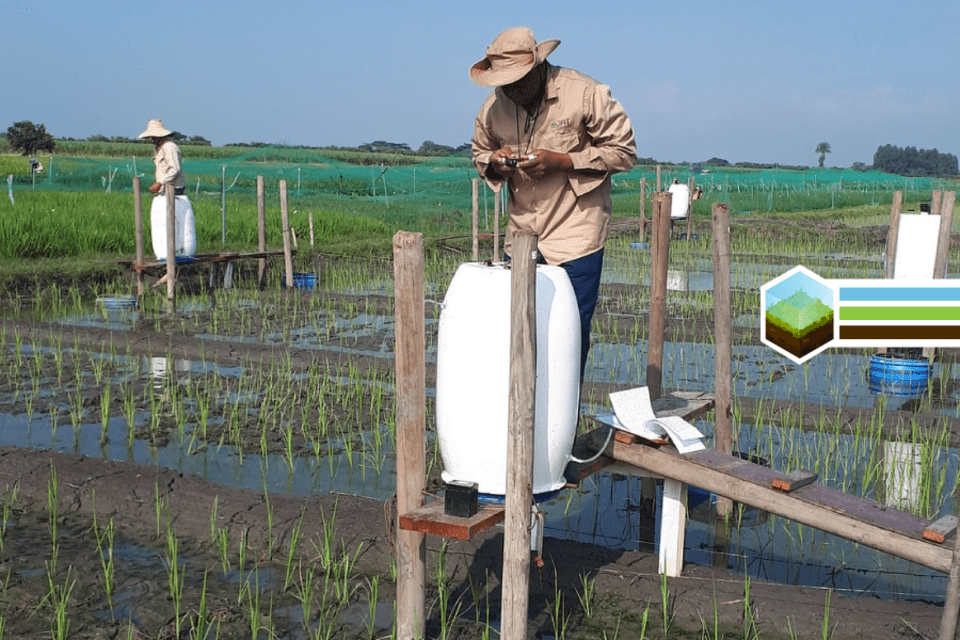 In Search of Rice To Reduce Methane Emissions