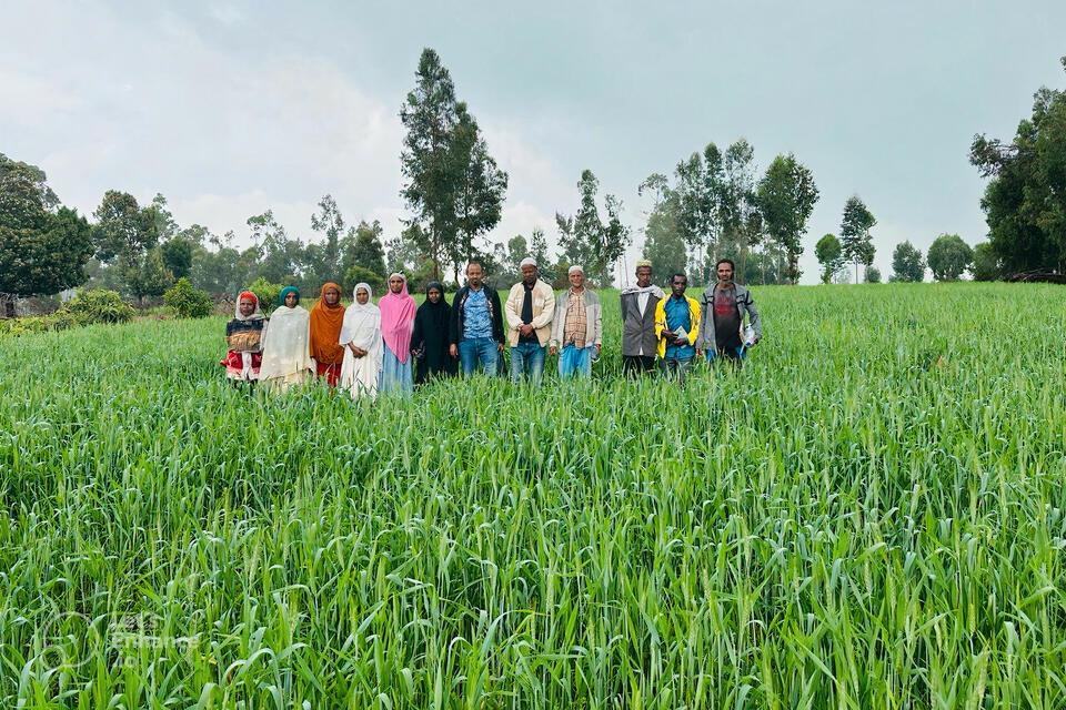 Inclusive agricultural transformation Strengthening farmer&ndash;research&ndash;extension linkage platforms and digital feedback for a responsive innovation system in Ethiopia - Alliance Bioversity International - CIAT