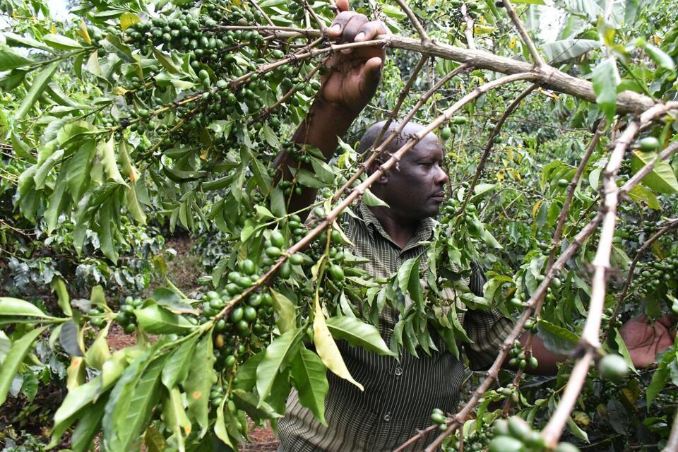 Mark of social inclusion: Brewing dignity into Kenya&rsquo;s coffee trade 