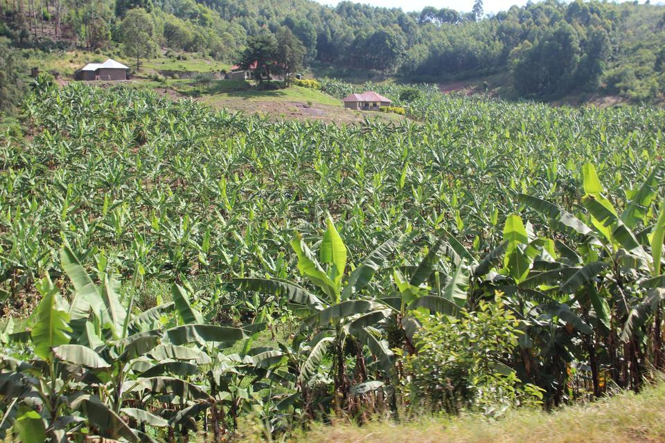  More Fruit Diversity for Food Security 