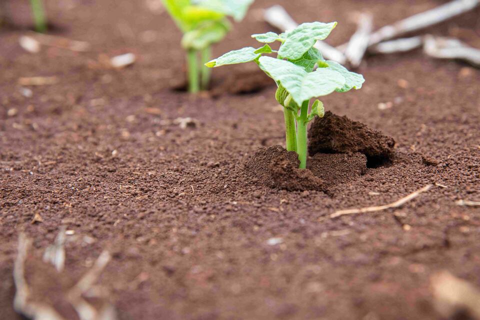 Préserver la santé des sols en Afrique