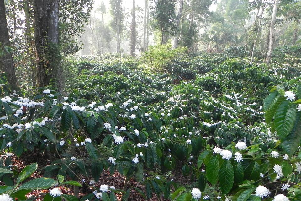 Smallholder farms maintain strong pollinator diversity &ndash; even when far from forests