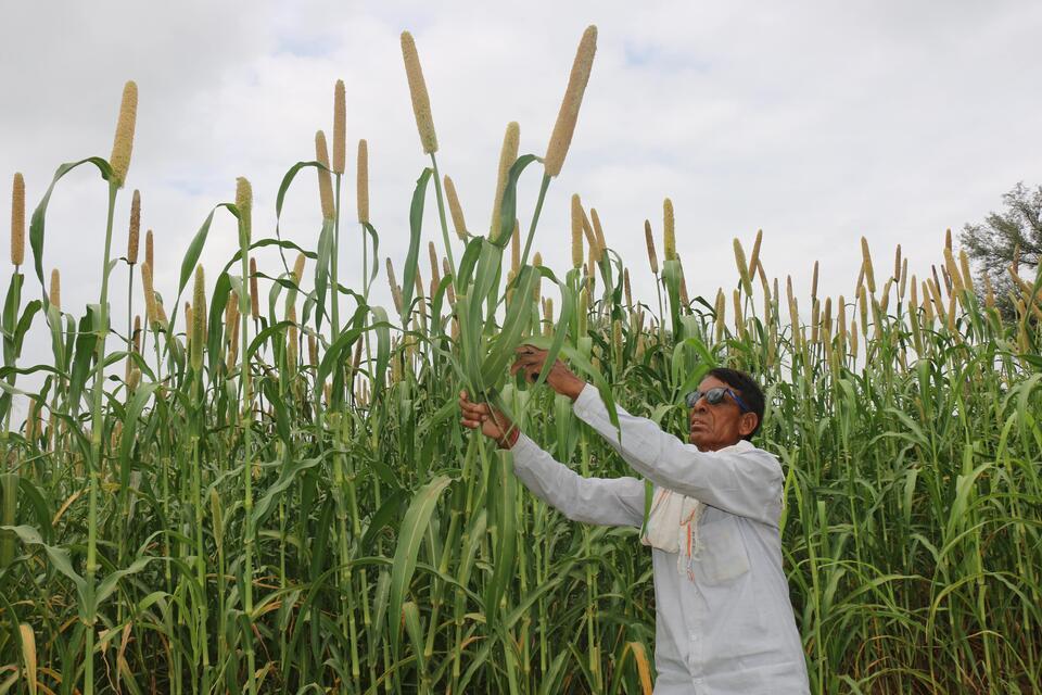 Preserving Tradition, Enhancing Livelihoods: Stories of Two Farmers From Rajasthan 