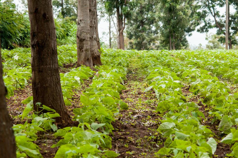 Projects and Flagship Initiatives in Burundi - Alliance Bioversity International - CIAT