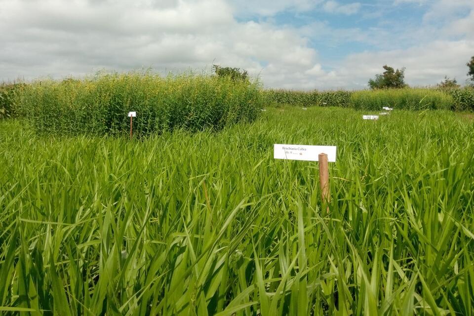 Projects and Flagship Initiatives in Malawi - Alliance Bioversity International and CIAT