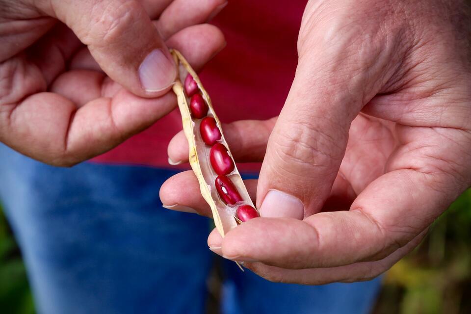 Improved bean varieties are taking off &ndash; but yields aren&rsquo;t. Why?