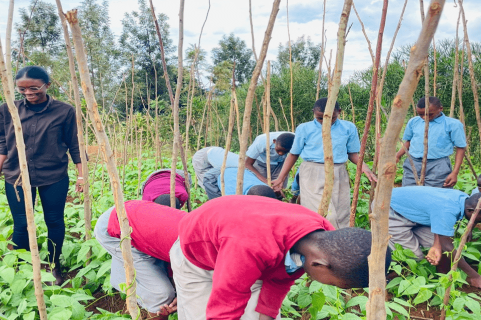 Reforming school meals in Rwanda through common beans 