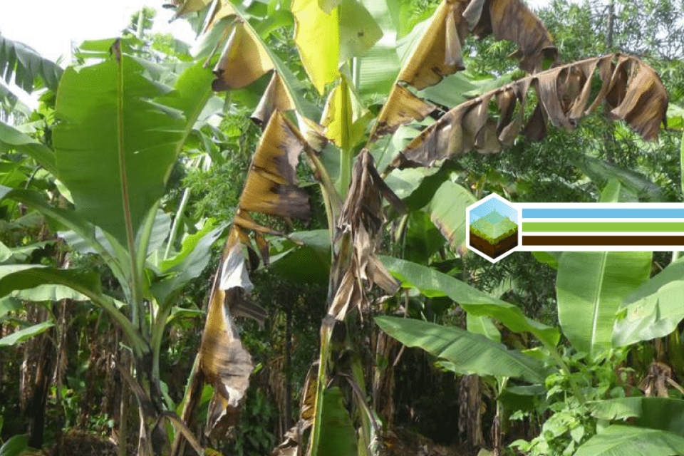 Los investigadores muestran las consecuencias de la inacción ante la devastadora enfermedad del banano
