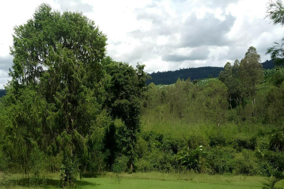 Restoring Ethiopia&rsquo;s timber economy with multi-age juniperus procera forests