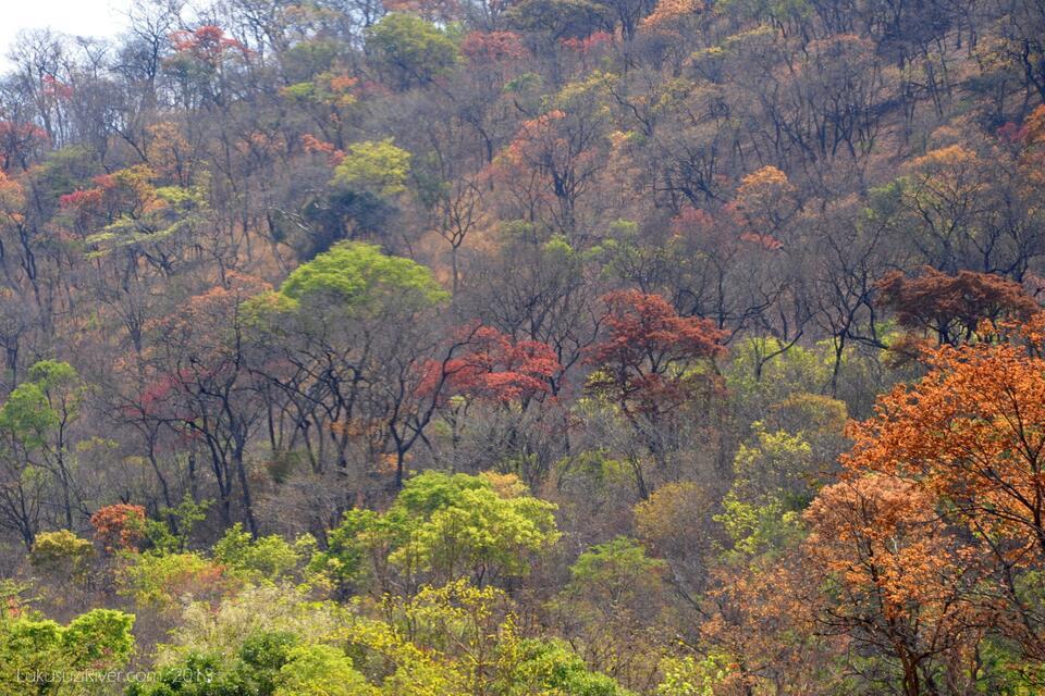 Restoring Miombo From forest recovery to resilient bioeconomy