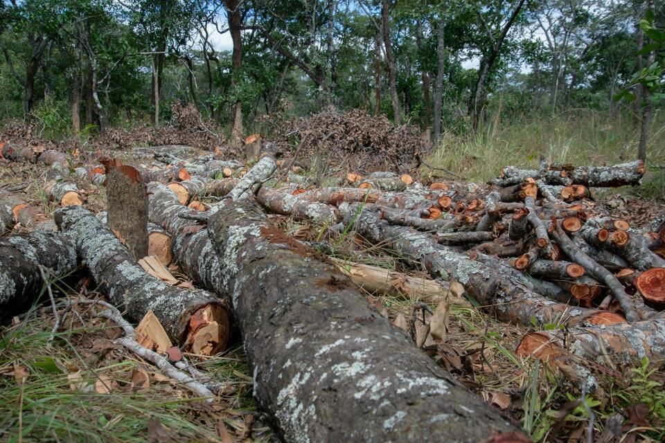 Restoring Zambia&rsquo;s Miombo Forests, Rebuilding Livelihoods upgrading food systems Lessons from a Stakeholder Consultation in Lusaka and Ndola