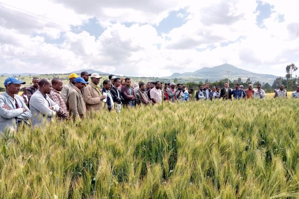 Smarter Fertilizer AI-Powered Recommendations Boost Wheat Yields in Ethiopia 