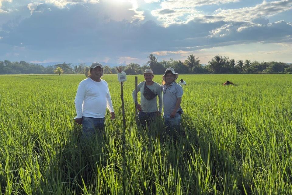 Application of IoT Technology for Rice Disease Management in Peru