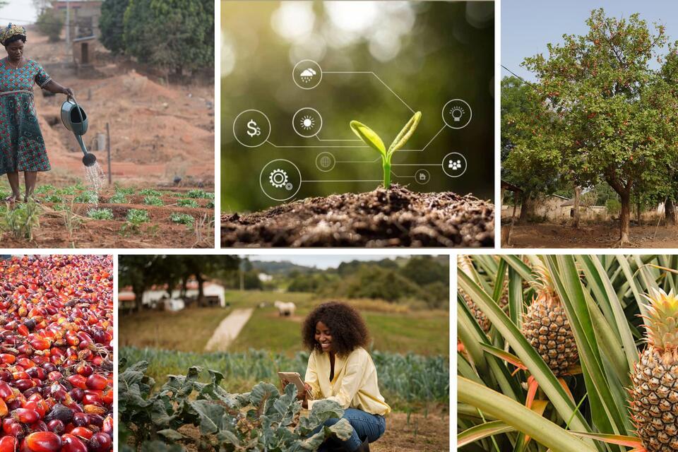 Strengthening the Innovation Ecosystem for Climate-Resilient Agriculture in Benin - Alliance Bioversity International and CIAT