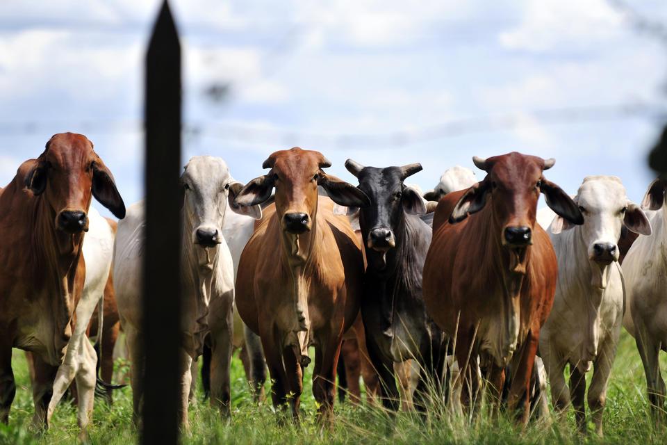 Sustainable Livestock Farming Practices for Resilience