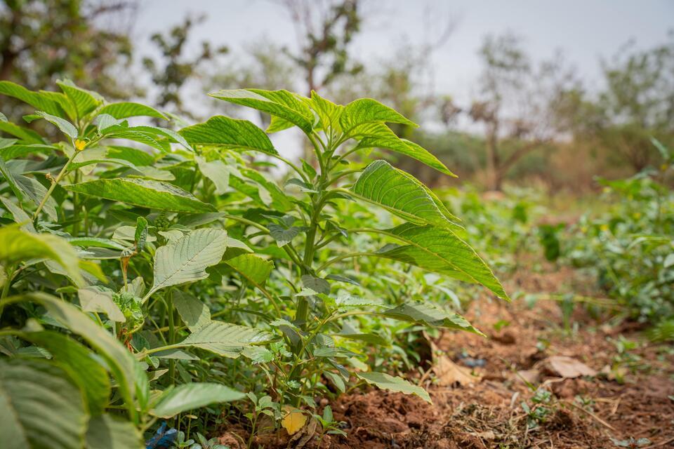 SUSTLIVES Growing tomorrow with the plants of the past 