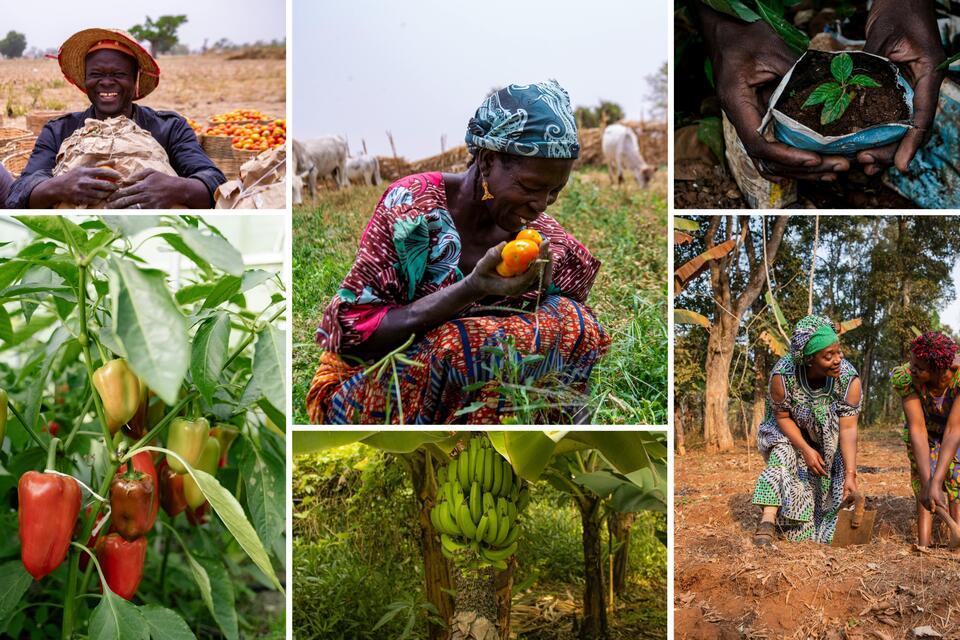  The Alliance at the Agrifood Innovation and Partnership Forum in West Africa 
